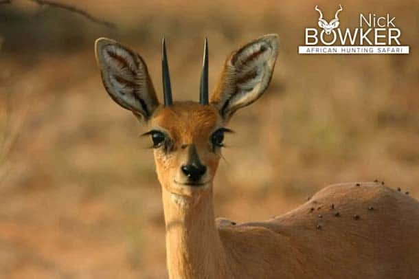 Steenbok males have horns while females do not. Steenbok trophy hunting. Males have horns while females do not.