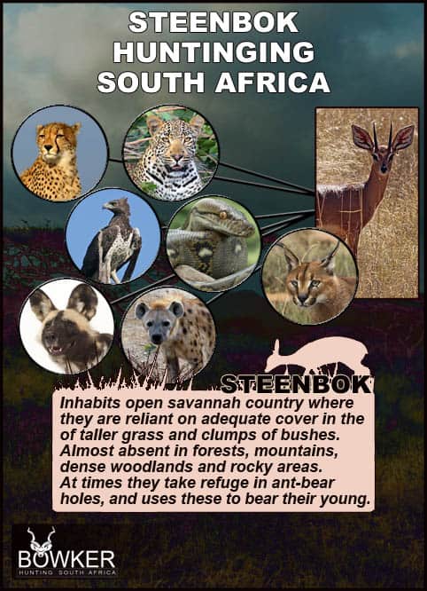 Steenbok Hunting - All You Need to Known About Hunting Steenbok 25 Steenbok predators.
