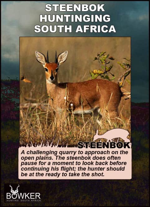 Steenbok Hunting - All You Need to Known About Hunting Steenbok 29 Shot placement.