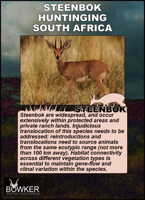 Steenbok Hunting - All You Need to Known About Hunting Steenbok 28 Steenbok in the plains. Steenbok species.