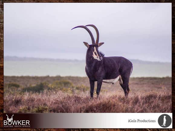 Film your African Hunting Safari and share with friends 5 Capture your African hunting adventure on video