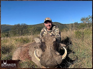 Trophy Hunting South Africa 63 Warthog harvested in 2023.