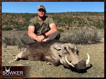 Warthog trophy in a client 7 animal 8-day trophy hunt. Warthog trophy in a client 7 animal 8-day trophy hunt.
