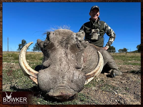 Warthog Hunting - All You Need to Know About Warthog Hunts 3 Warthog African hunt with Nick Bowker.
