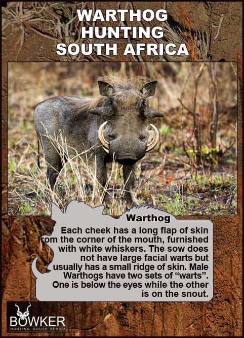 Warthog Hunting - All You Need to Know About Warthog Hunts 42 Warthog description