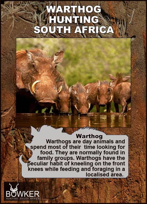Warthog Hunting - All You Need to Know About Warthog Hunts 37 Day animals spending most of their time feeding.