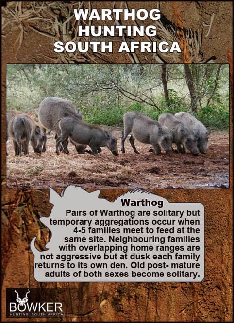 Warthog Hunting - All You Need to Know About Warthog Hunts 44 Warthog live in families