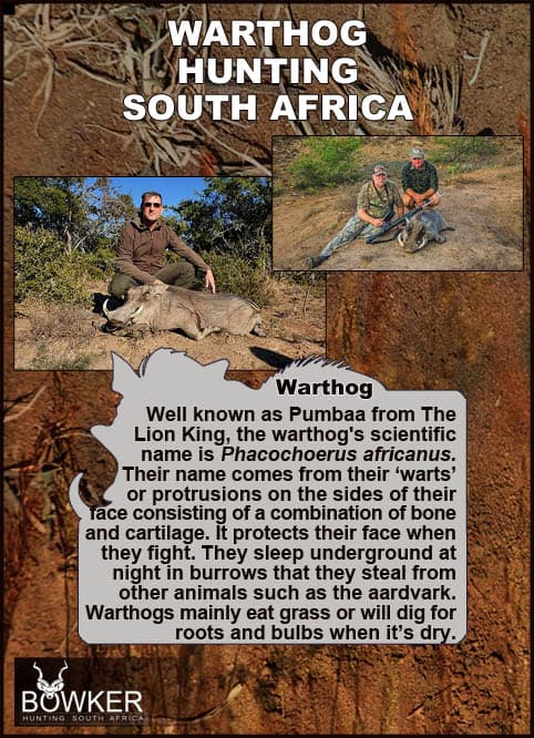 Warthog Hunting - All You Need to Know About Warthog Hunts 41 Warthog sleep underground.