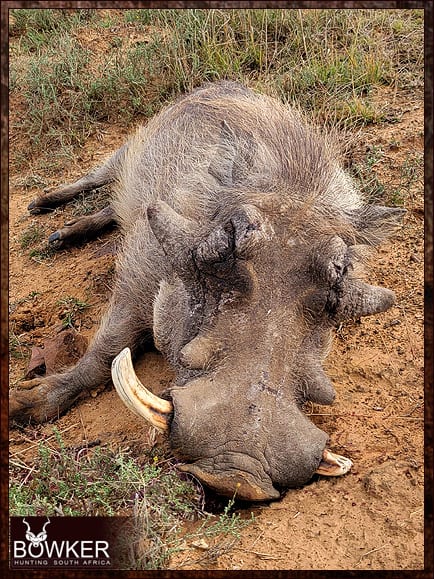 African Management and Trophy Hunt 12 Management hunt with Nick Bowker.r.