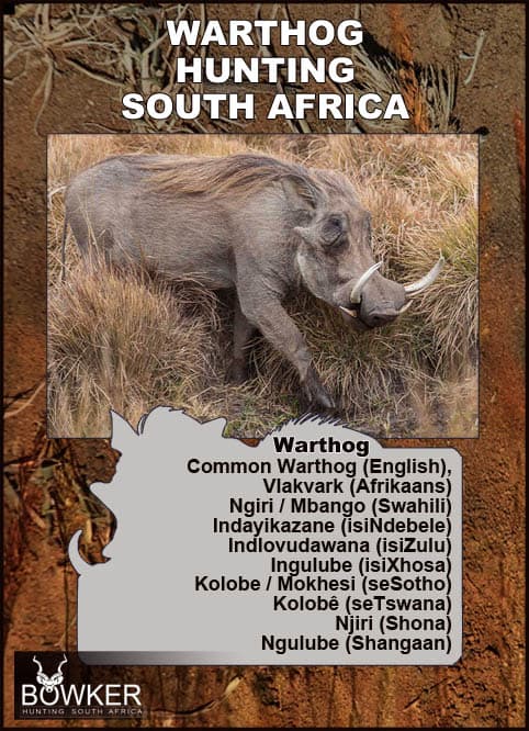 Warthog Hunting - All You Need to Know About Warthog Hunts 34 Warthog local names in African languages.