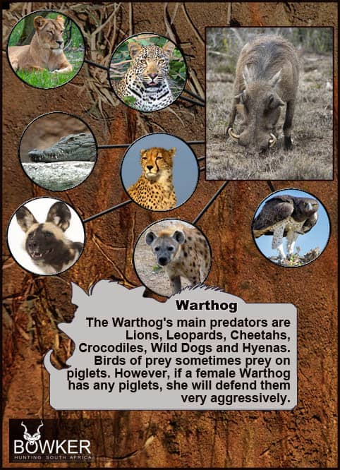 Warthog Hunting - All You Need to Know About Warthog Hunts 35 Predators include the Martial eagle.