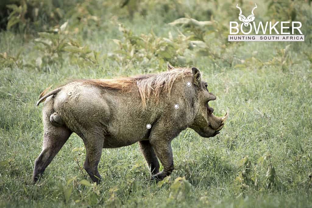 Shot placement should be on the bottom third of the shoulder for warthog hunting. Shot placement should be on the bottom third of the shoulder for warthog hunting.