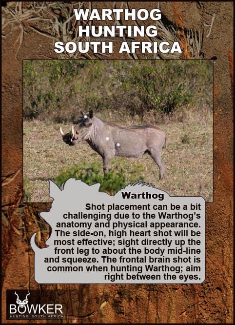 Warthog Hunting - All You Need to Know About Warthog Hunts 40 Shot placement should be on the bottom third of the shoulder.