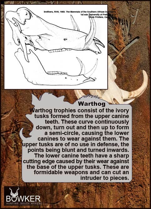 Warthog Hunting - All You Need to Know About Warthog Hunts 36 Warthog tusks are used for defence.