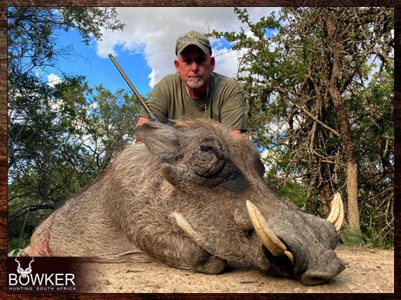 African Cull Hunt - come and enjoy some Trigger Time 20 Warthog cull hunt with nick bowker