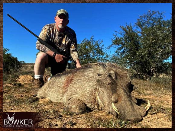 African Cull Hunt - come and enjoy some Trigger Time 25 Warthog cull taken in South Africa