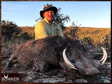 Trophy Hunting South Africa 40 Warthog trophy hunted in South Africa.
