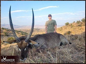 Trophy Hunting South Africa 38 Waterbuck rifle hunted in Africa.