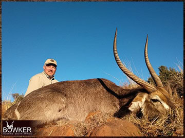 Trophy Hunting South Africa 40 Waterbuck rifle hunted in Africa.