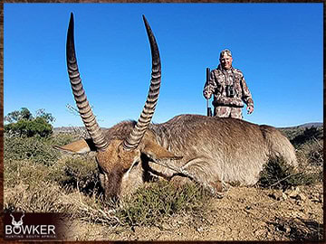 Trophy Hunting South Africa 42 Waterbuck African hunt with Nick Bowker.