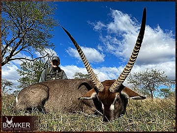 Trophy Hunting South Africa 39 African waterbuck hunt with Nick Bowker.