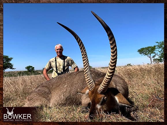 Free Range Hunting and Fair Chase Hunts in South Africa 5 Free roaming waterbuck hunt