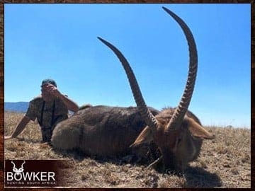 Waterbuck trophy. Waterbuck plains game hunt.