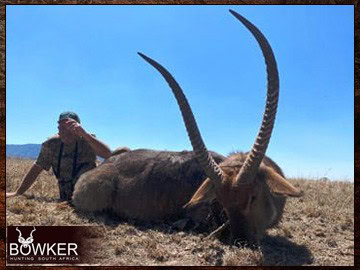 Cape Buffalo Hunting Packages and Prices - Hunt Cape Buffalo 10 Waterbuck trophy taken with Nick Bowker in South Africa.