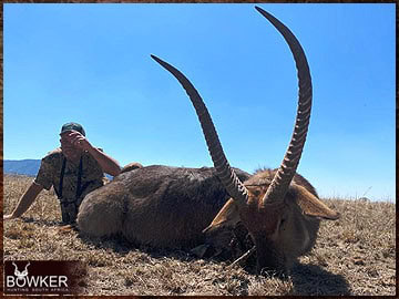 Trophy Hunting South Africa 4 Waterbuck trophy hunted in South Africa.