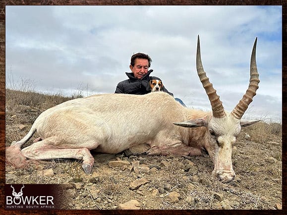Free Range Hunting and Fair Chase Hunts in South Africa 9 Low fence hunting for a white blesbok.