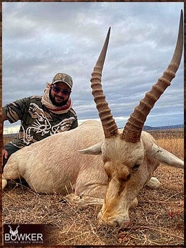 Trophy Hunting South Africa 79 White blesbok hunted in Africa.