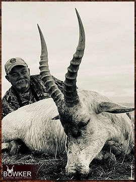 Trophy Hunting South Africa 71 White blesbok hunting in Africa.