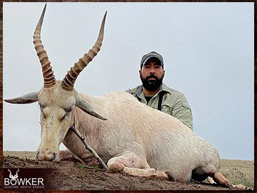 Trophy Hunting South Africa 74 White blesbok hunting in Africa.