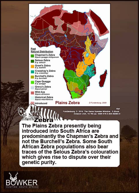 Zebra Hunting - All You need to Know About Zebra Hunts 34 Distribution across Africa.