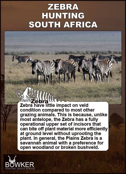 Zebra Hunting - All You need to Know About Zebra Hunts 33 Feeding habitats. They have little impact on the enviroment.