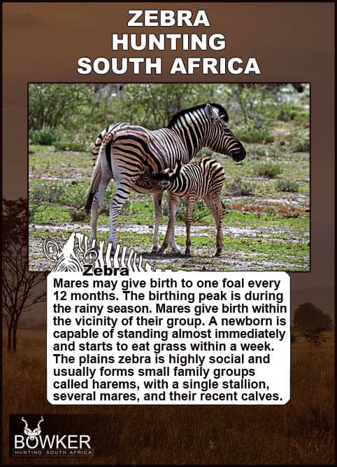 Zebra Hunting - All You need to Know About Zebra Hunts 38 Mare and foal. Mares give birth every 12 months.