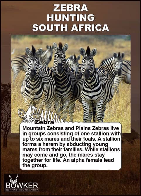 Zebra Hunting - All You need to Know About Zebra Hunts 31 Zebra group in open grass lands. Zebra live in groups.