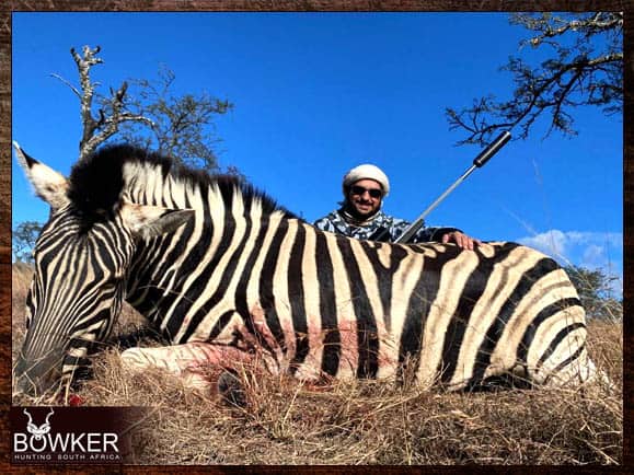 Zebra Hunting - All You need to Know About Zebra Hunts 15 Zebra Hunting in South Africa