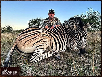 Trophy Hunting South Africa 162 Zebra hunted in 2023.