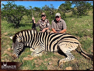 Trophy Hunting South Africa 144 Zebra hunted safari style in Africa.