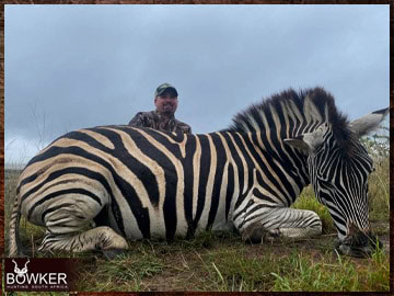 Trophy Hunting South Africa 137 Zebra hunted safari style in Africa.