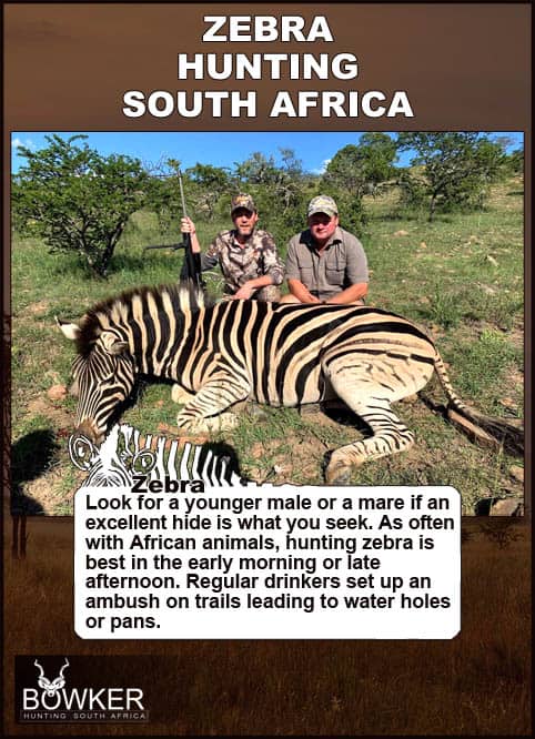 Zebra Hunting - All You need to Know About Zebra Hunts 37 Zebra hunting in South Africa. Zebra trophy taken on a hunt.