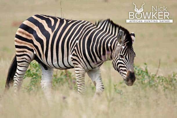 Zebra Hunting - All You need to Know About Zebra Hunts 3 Shot placement for Zebra hunting
