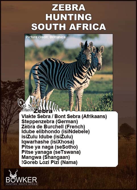 Zebra Hunting - All You need to Know About Zebra Hunts 36 Local African names.