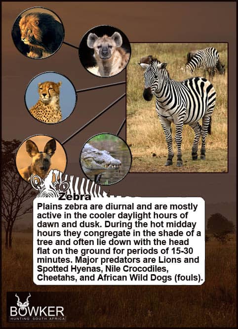 Zebra Hunting - All You need to Know About Zebra Hunts 35 Predators of the Zebra include Hyenas.