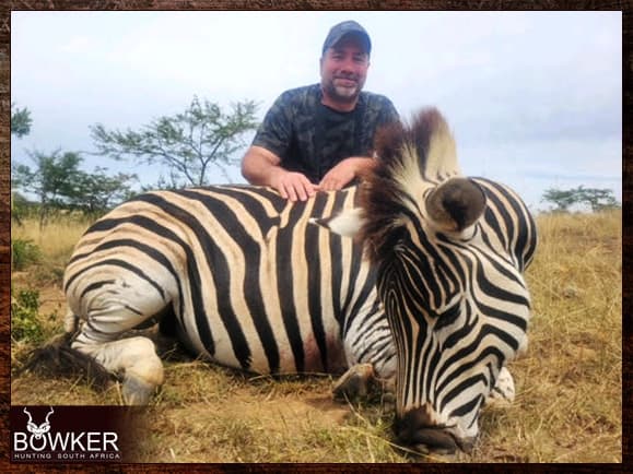 Zebra Hunting - All You need to Know About Zebra Hunts 13 Zebra safari hunting in South Africa.
