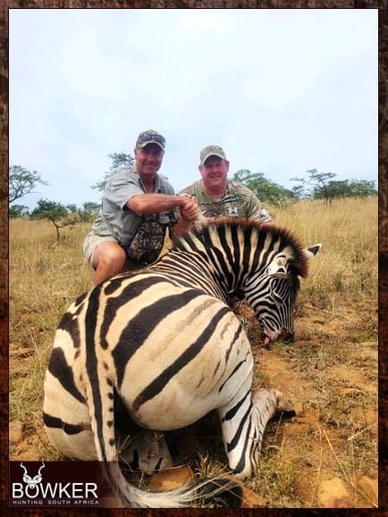 Zebra Hunting - All You need to Know About Zebra Hunts 5 Zebra safari hunt in Africa