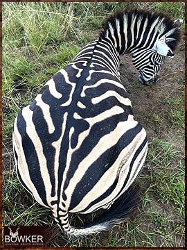 Trophy Hunting South Africa 147 Zebra trophy hunted in South Africa.