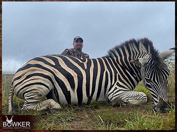 Trophy Hunting South Africa 150 Zebra trophy hunted in South Africa,