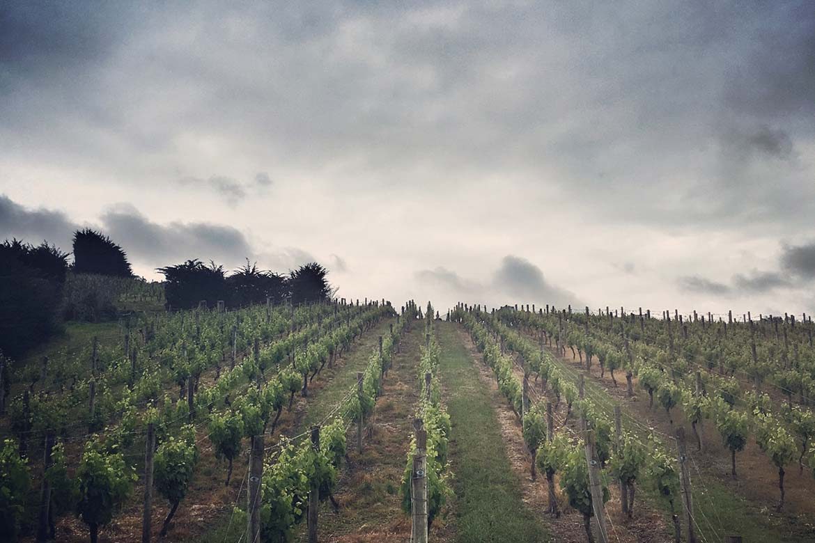 obsidian_vineyard_2